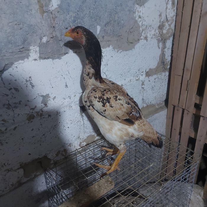 Шамо джужа майски несутся