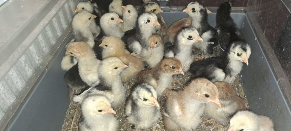 Puisori brahma de vanzare