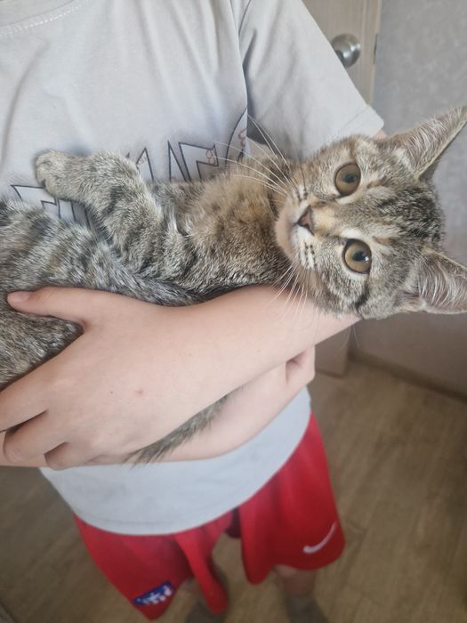 Котенок ищет дом