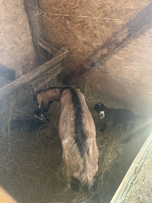 Capra anglonubian cu iezi