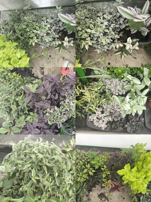 Разные растения в наличии