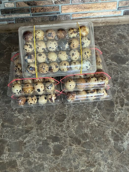 Ouă de prepeliță