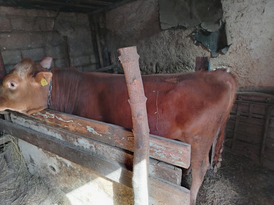 Продам 2 бычка откорм