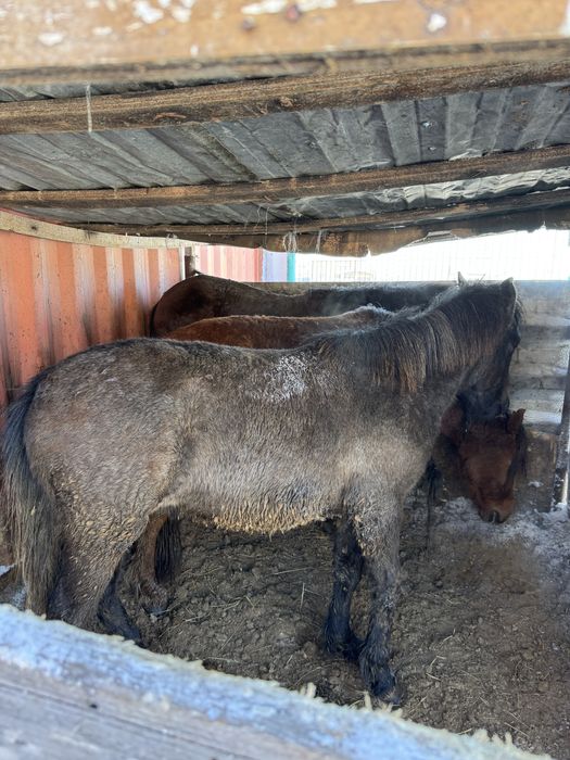 Продается тай, кунан