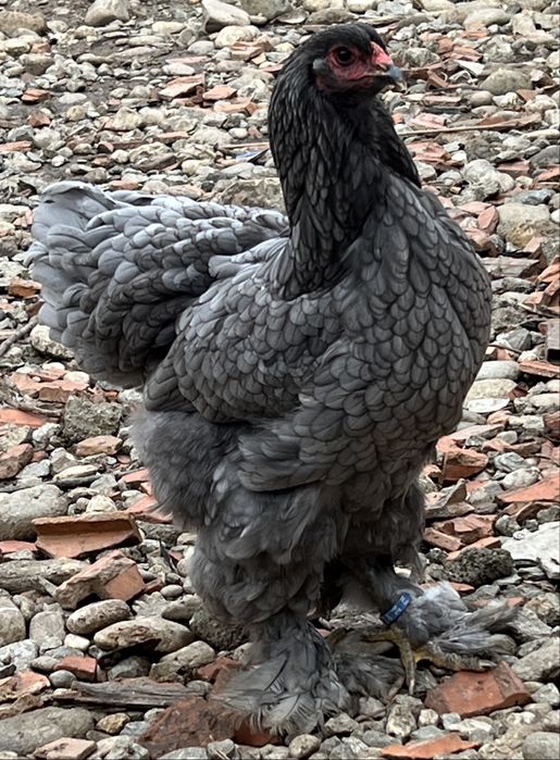 Vand pui gaina din rasele austrolop si brahma