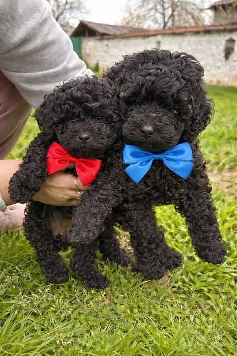 Пудел на55дни една ваксина 600evro