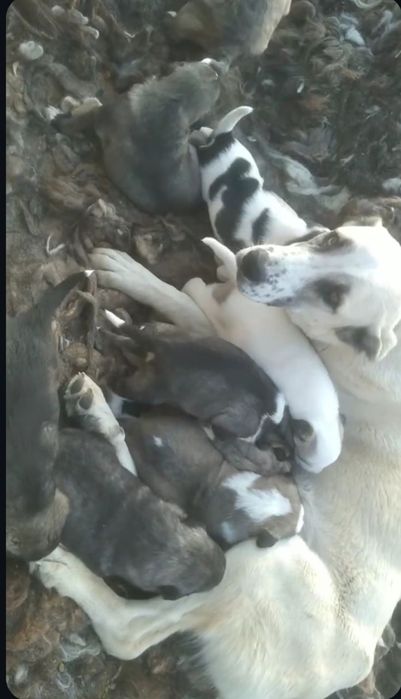 Zotdor cho'pon itlar