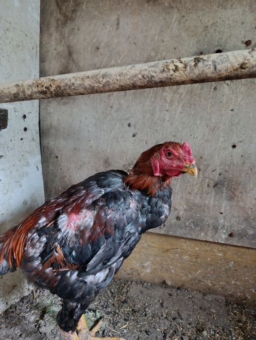 Продам Дакан Август