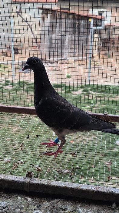 Porumbei de maraton cu pedigree