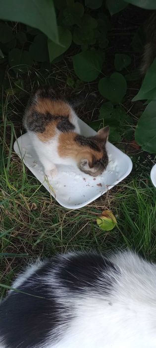 Котенца на два месеца за осиновяване