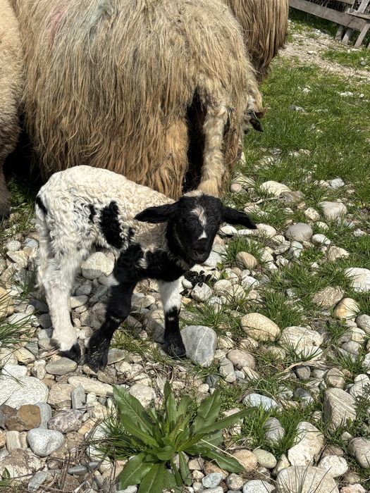 Vând animale de crescut