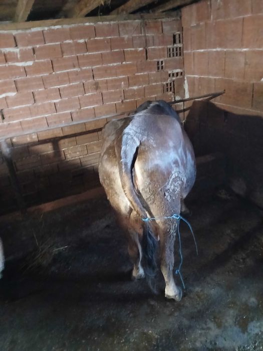 Млечни дойни крави