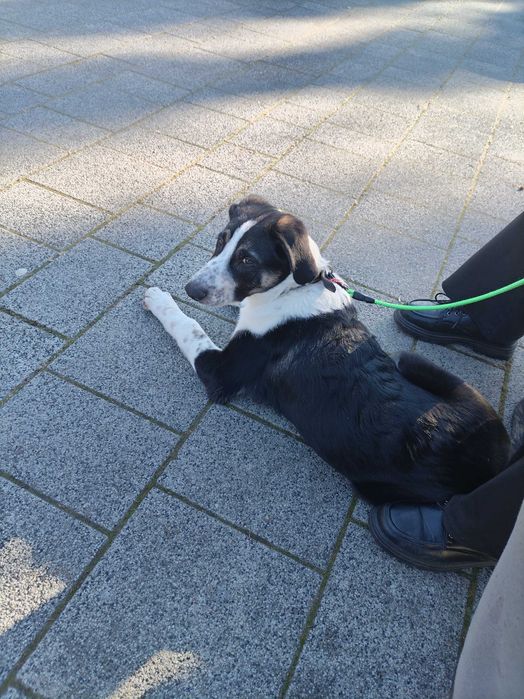 АРНИ търси дом!