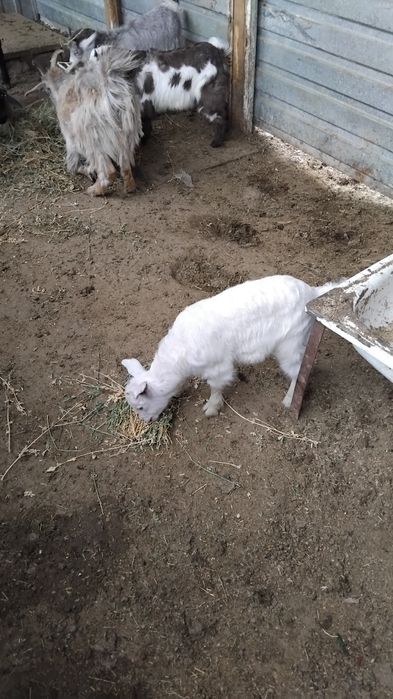 Орыс лақ сатылады