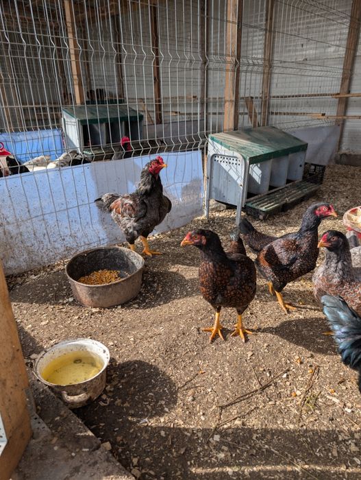 Oua de incubat diferite rase