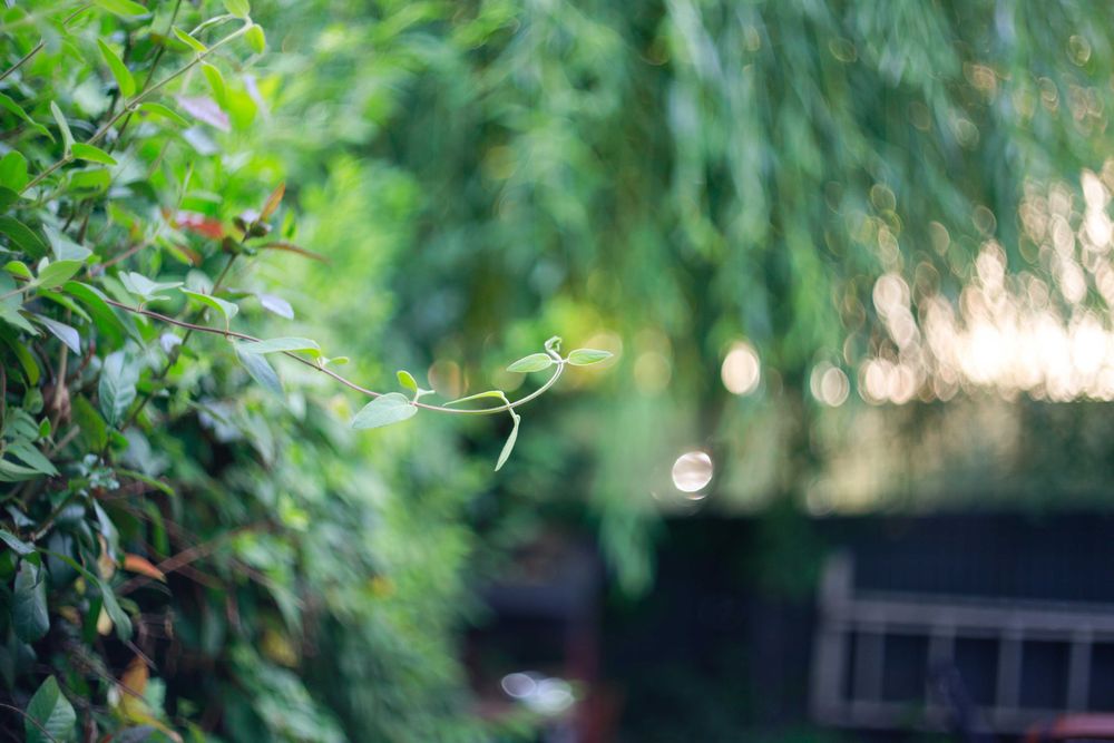 Helios 77M-4 50mm F1.8 - Montură M42 - Swirly bokeh