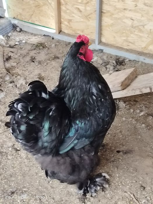 Инкубационные яйца, тухумлар  Брама