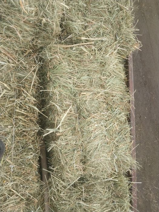 Шөп рознотровия мелки зелёный