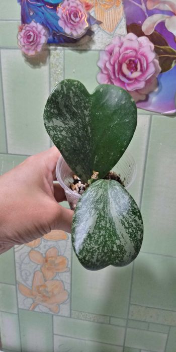 Хойя керри сплеш
