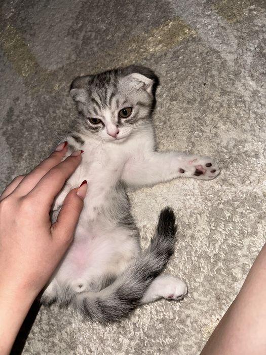 Шотландский вислоухий мальчик