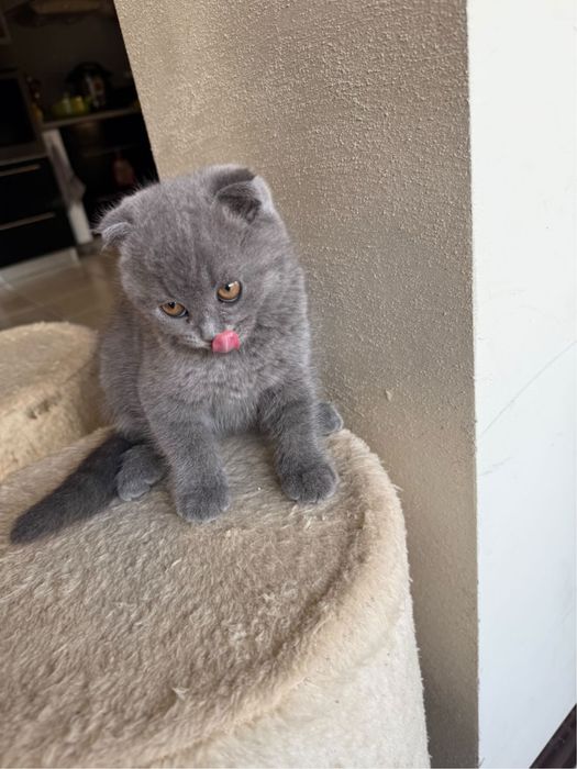 Женско клепоухо шотландче