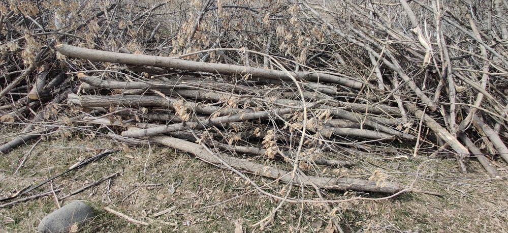 Бесплатно отдам дрова