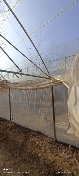 Parnik sotiladi 5 sutik