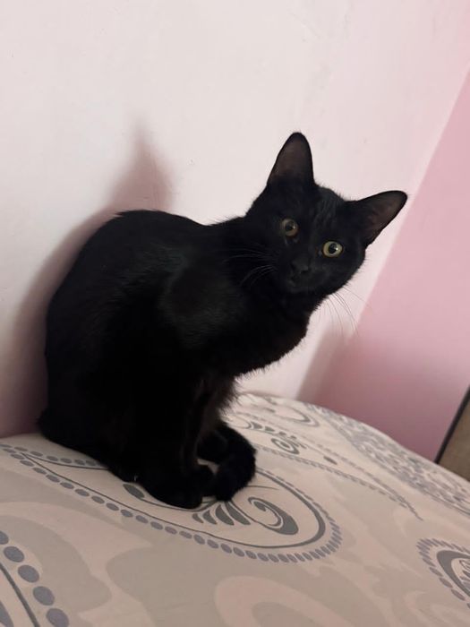 Продам кошку за 25тыс