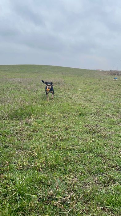 Donez catel metis negru cu pete fe foc