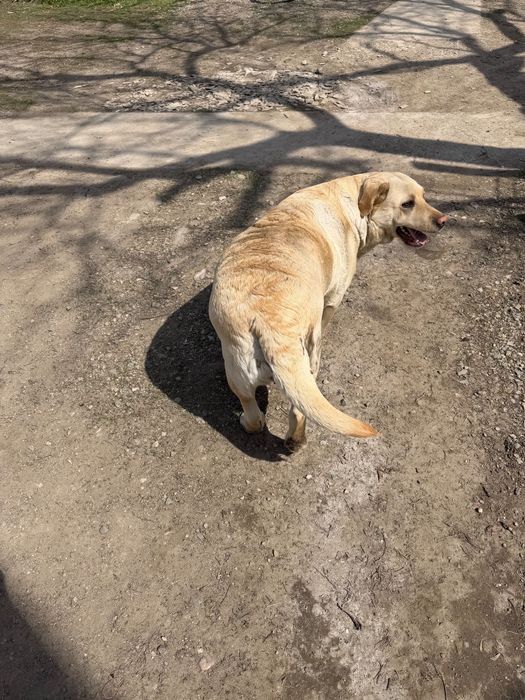 Продаю Лабрадора