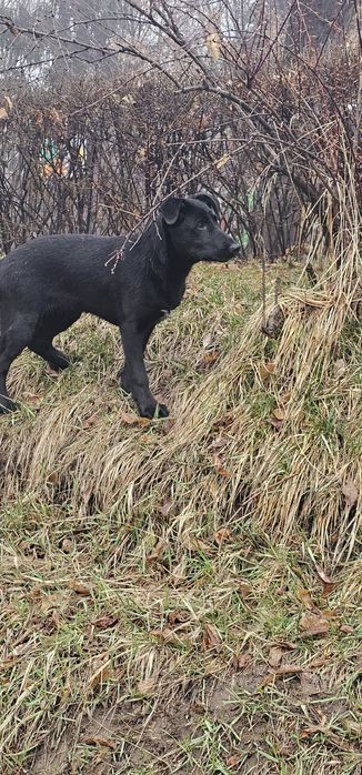 Собачка в добрые руки