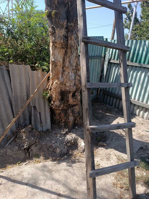 Дерево срубить и забрать на дрова,бесплатно