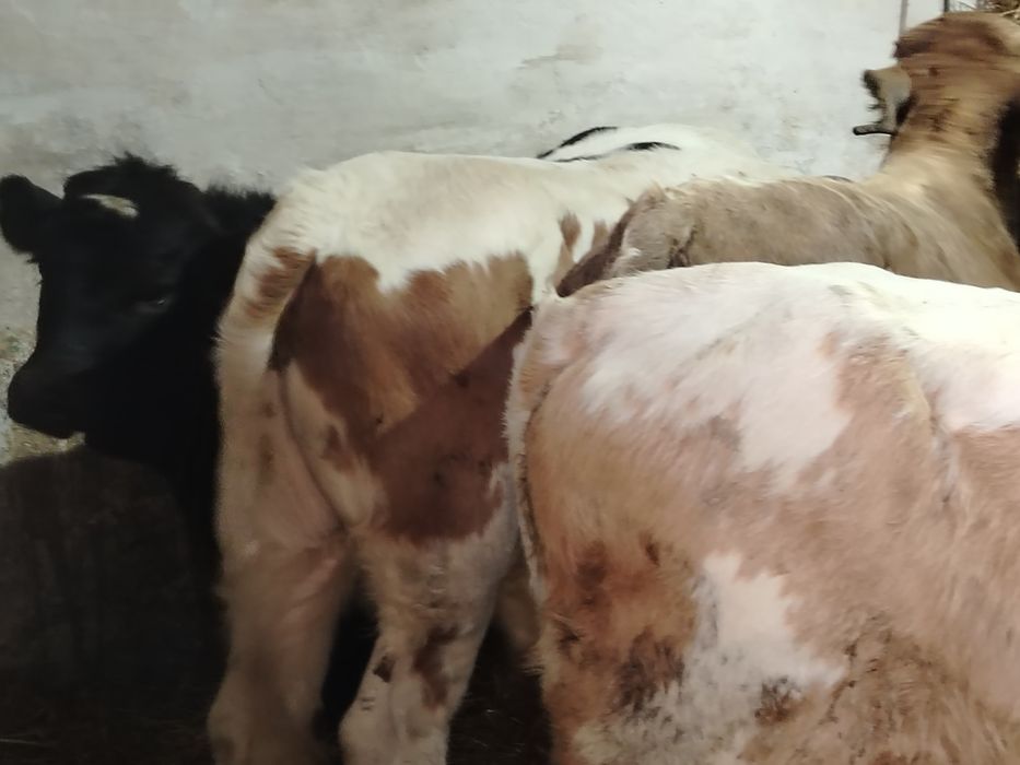Tauri și vitea 200-220 kg