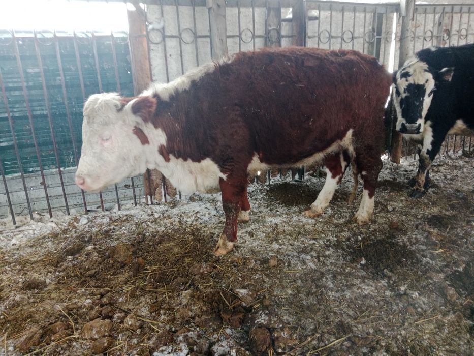 Семіз сиырлар сатылады