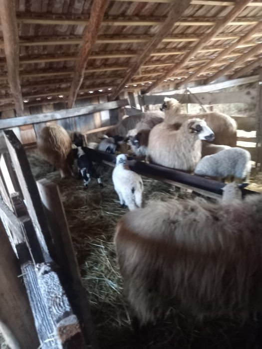 Oi cu miei de vânzare