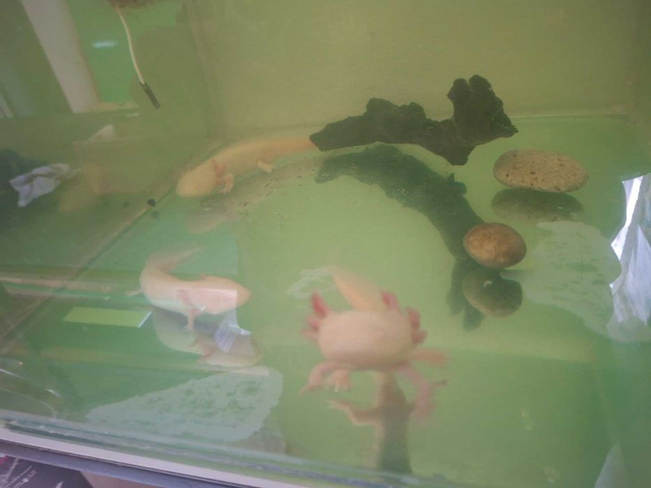 axoloti alb si roz (abystoma mexicanum)