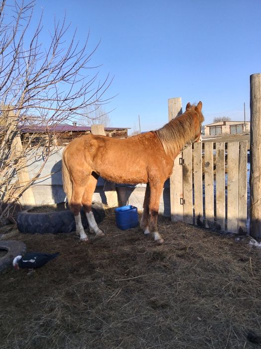 Құнан полукровка