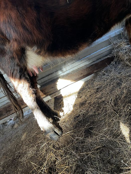 Буаз сиыр сатылады!! Сүтті сиыр