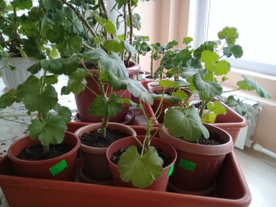 Продам цветы пеларгонию