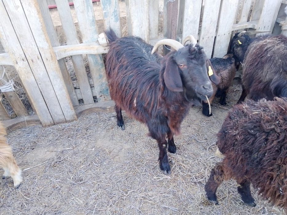 Лақты ешкі сатылады