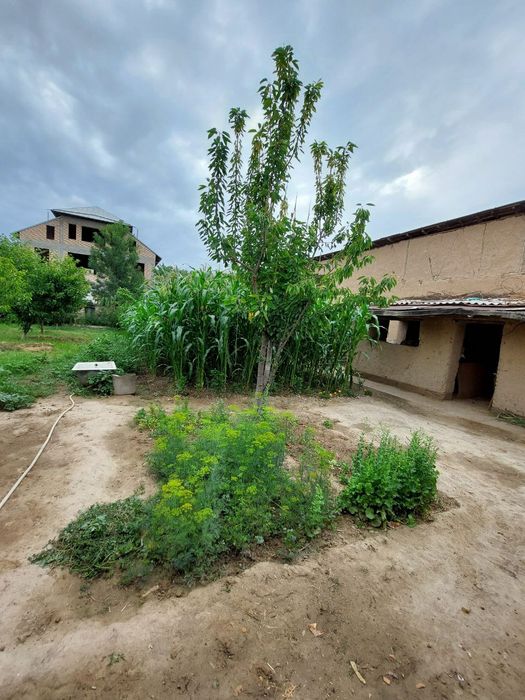 Катта Кани маххаласида xовли (хонадон) 10 сотих