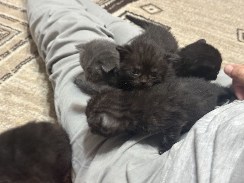Котята Вислоухие