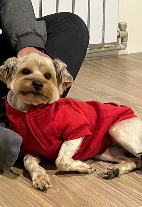 Пропал любимый пес