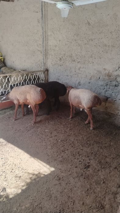 Arashan qoylar sotiladi