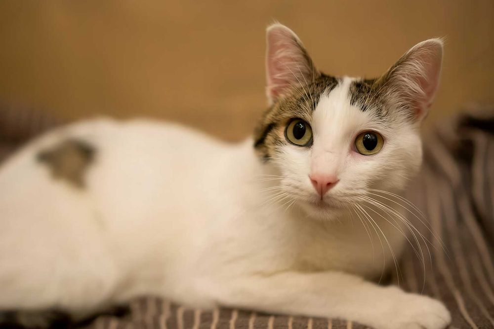 Котка Бела търси дом