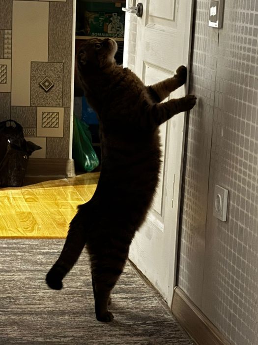 Отдам кота даром
