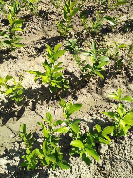 Лимон кучат  сотилади