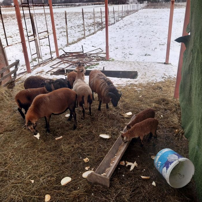 Oi de Camerun de vânzare