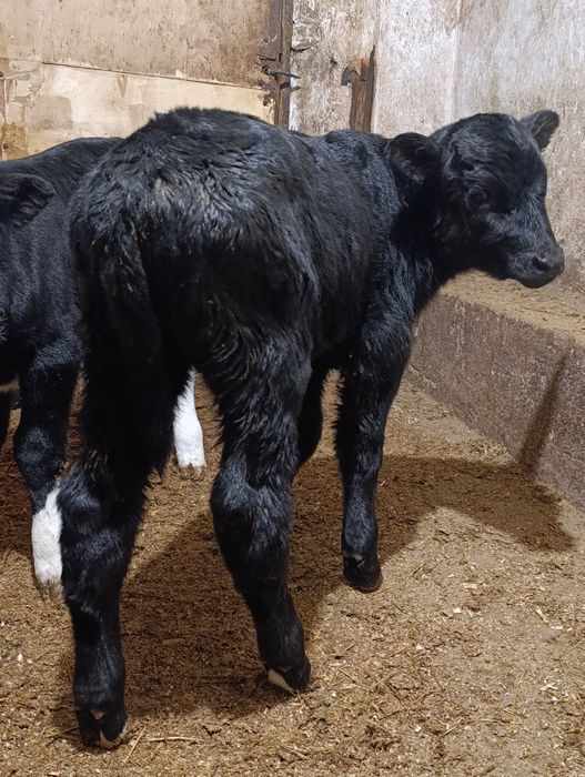 Vițea de vânzare din vacă de producție mare de lapte