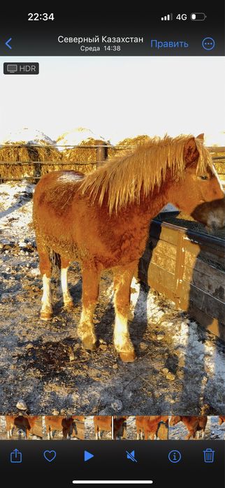 Продам жеребца .